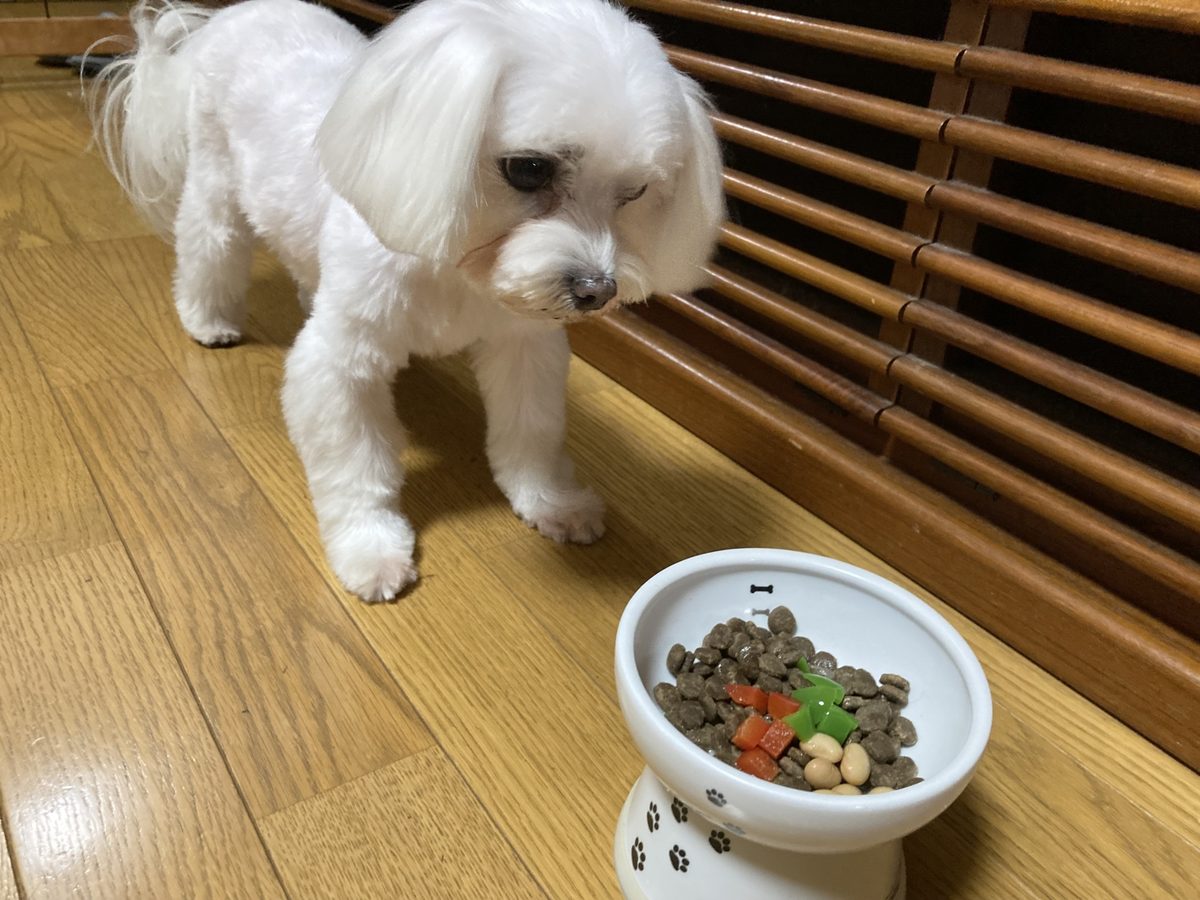 犬のごはん